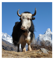 Yak